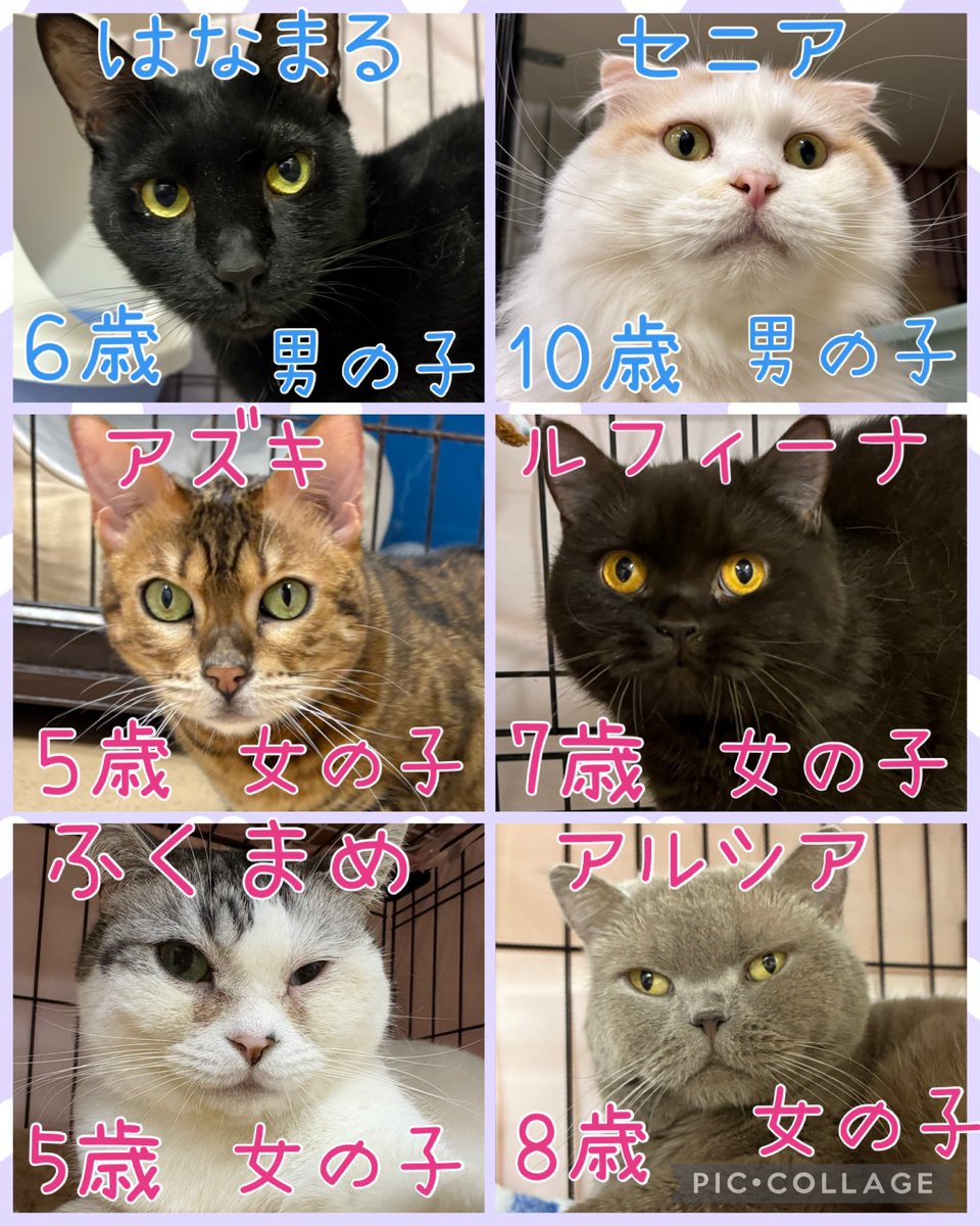 hogokencafeten1's tweet photo. おはようございます☀️

保護犬カフェ天神橋店
今日の里親様募集中メンバーです🐾
1頭でも多くの子達が幸せになれますように✨

先住犬🐶を連れて来ていただくと
相性も見れますよ🐾
気になる子がいましたら
お気軽にお電話にてお問い合わせ、
スタッフにお声かけください☺️
譲渡には審査がございます。 https://t.co/Z92jrNpLUC