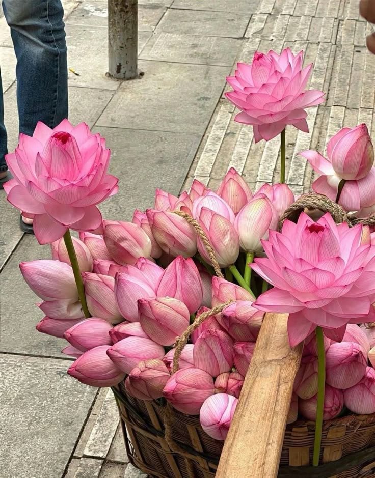 Shahmeerfbh's tweet photo. lotus flowers https://t.co/BaZdiKJmjg