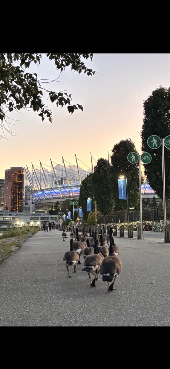 MadelnCanada's tweet photo. #BREAKING: Canadian Cobra Chickens  have started their march to Vancouver Stadium for Canada's World Cup game 😂🇨🇦 https://t.co/gIqQZIcMwB