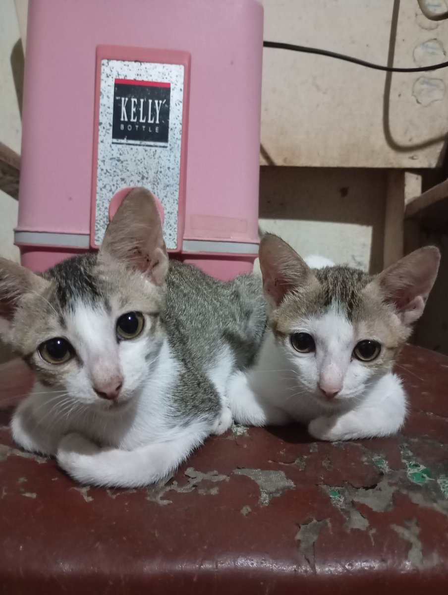 desouza699's tweet photo. @Jateng_Twit Sekira nya ada yg mau donasi , bantu sedikit rezeki untuk beli makanan anabul ini.. Minta tolong ya 🙏🙏🙏 https://t.co/E7h1Jy5ksT