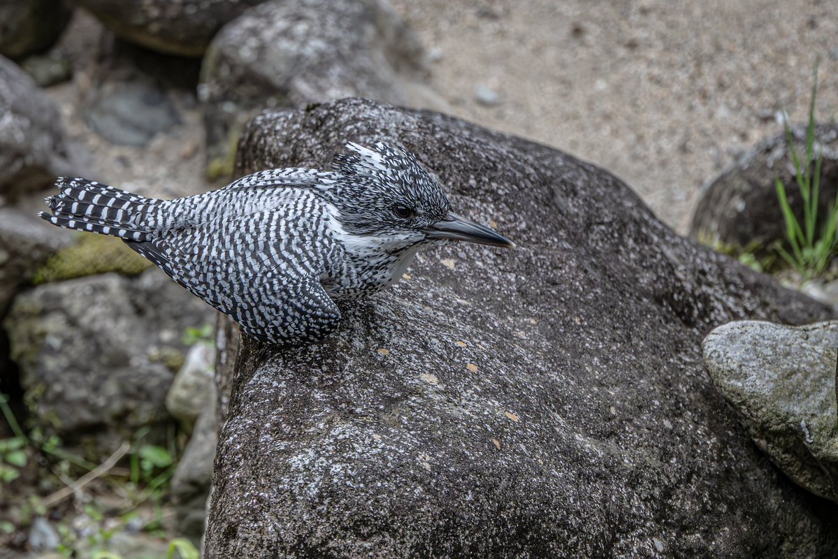 力強くはばたく #野鳥 #ヤマセミ #Nikon #Z9 #z600mmf4tc #私とニコン