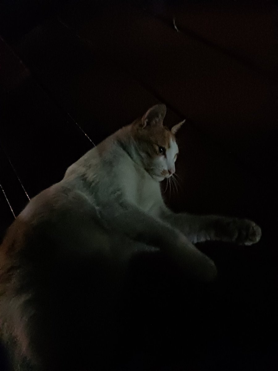 pputoi's tweet photo. 저희 고양이놈이 너무 바보 같습니다.
정신 못차리고 좋아하다가 정자에서 떨어져가지고 냅다 옆에 있는 제 다리를 붙잡고 떨어져서 할퀴었습니다.. 어이가 없어.. https://t.co/BN39FC3Mz9