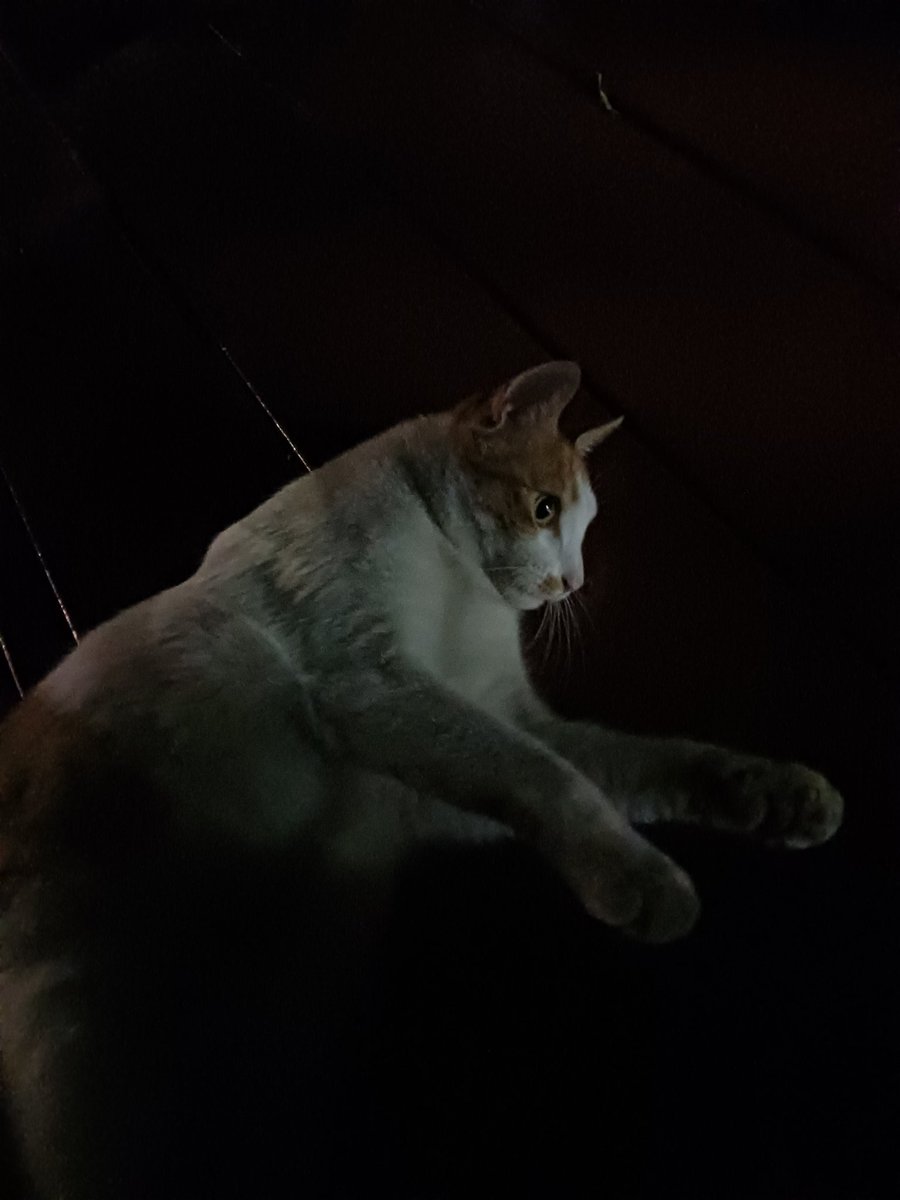 pputoi's tweet photo. 저희 고양이놈이 너무 바보 같습니다.
정신 못차리고 좋아하다가 정자에서 떨어져가지고 냅다 옆에 있는 제 다리를 붙잡고 떨어져서 할퀴었습니다.. 어이가 없어.. https://t.co/BN39FC3Mz9