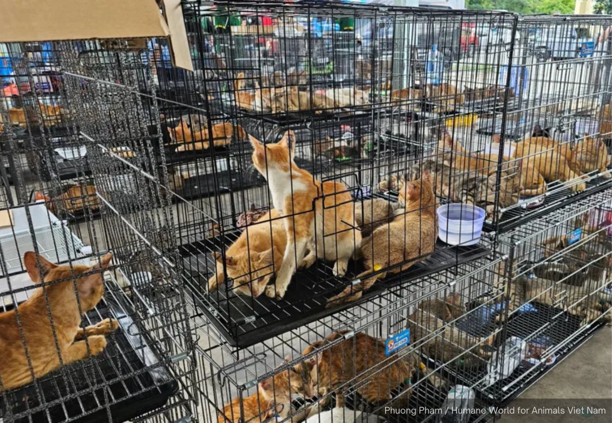 NewsBFM's tweet photo. Vietnamese police have seized more than 400 cats in a major crackdown on an alleged cat meat trafficking ring in Ho Chi Minh City.

More than 40 cats have been reunited with their owners, while about 100 others have died due to poor conditions.

“It’s heartbreaking because many families were looking for their cats and didn’t find them,” said Humane World for Animals.

🧵1