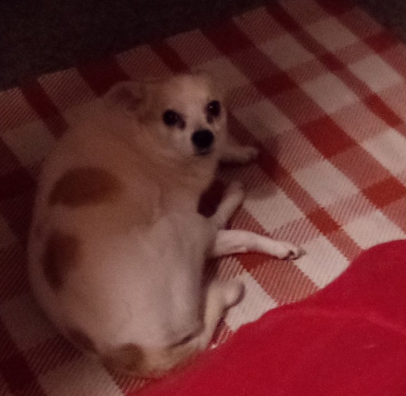 MrSpiritsRaven's tweet photo. Ok. I'm Gonna ManUp.
I AM A #DogFather
Meet Dexter.
Named After My Fav Serial Killer..... DEXTER https://t.co/PrIcWfK1Qe