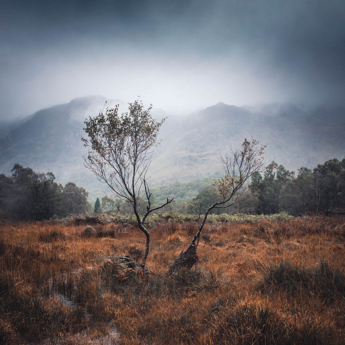 AdamKarnacz's tweet photo. Mist, copper grasses and two wind-shaped trees in Adam’s latest Lake District landscape. The soft mountain light gives the scene its depth, while those dark branches hold the whole composition together. https://t.co/abYlycF6xn