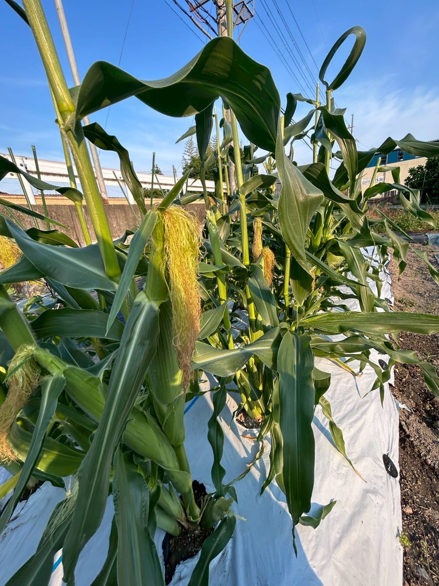 ryukokufarm's tweet photo. 6月12日(金)⛅️

●活動内容
・カボチャ予定地の草刈り、耕運
・水やり
・トウモロコシの鳥害対策

手探りで頑張っております٩( 'ω' )و https://t.co/e35yr1JBPY
