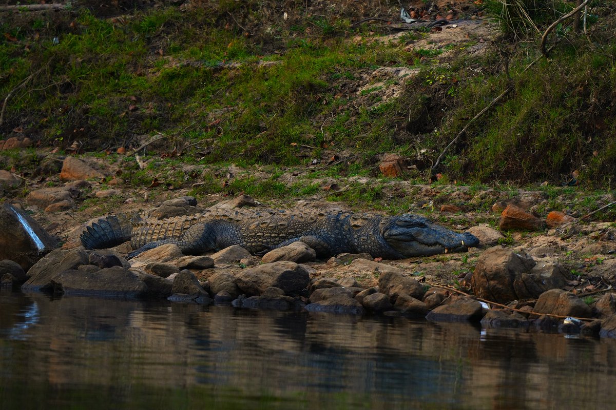 AkashRanjanRath's tweet photo. #Odisha is fortunate to be home to all three #crocodilian species, the #Mugger, #estuarine, and #Gharial. Reminds our #rivers, #wetlands, and #estuaries #waters still remain #wild, #healthy, and untamed.
On #WorldCrocodileDay, let us celebrate these #ancient guardians. https://t.co/wddC2PiJND