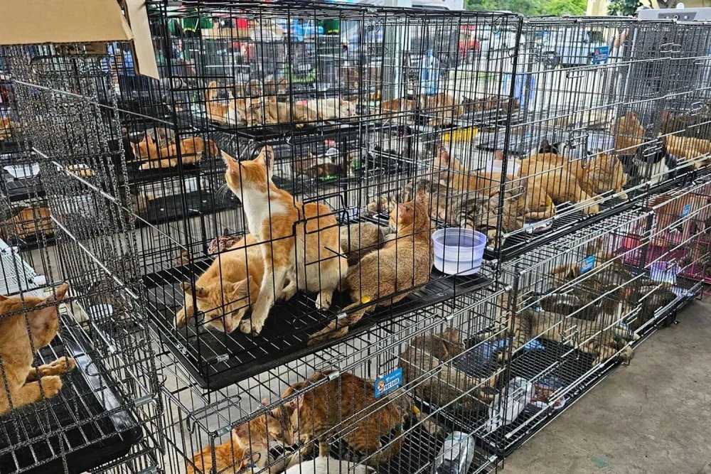 MarioNawfal's tweet photo. 🇻🇳 Police in Vietnam just busted a massive cat meat crime ring in Ho Chi Minh City, rescuing over 500 cats (400+ alive, dozens already dead on ice).

Dozens of stolen pets were reunited with their owners… but many didn’t make it. 

Pregnant cats giving birth in custody. Heartbreaking.

This is a sobering reminder of the huge scale of Vietnam’s cat meat trade. Thousands stolen every month.

Animal lovers worldwide are watching.

Source: NBC News / Writer: Jamie