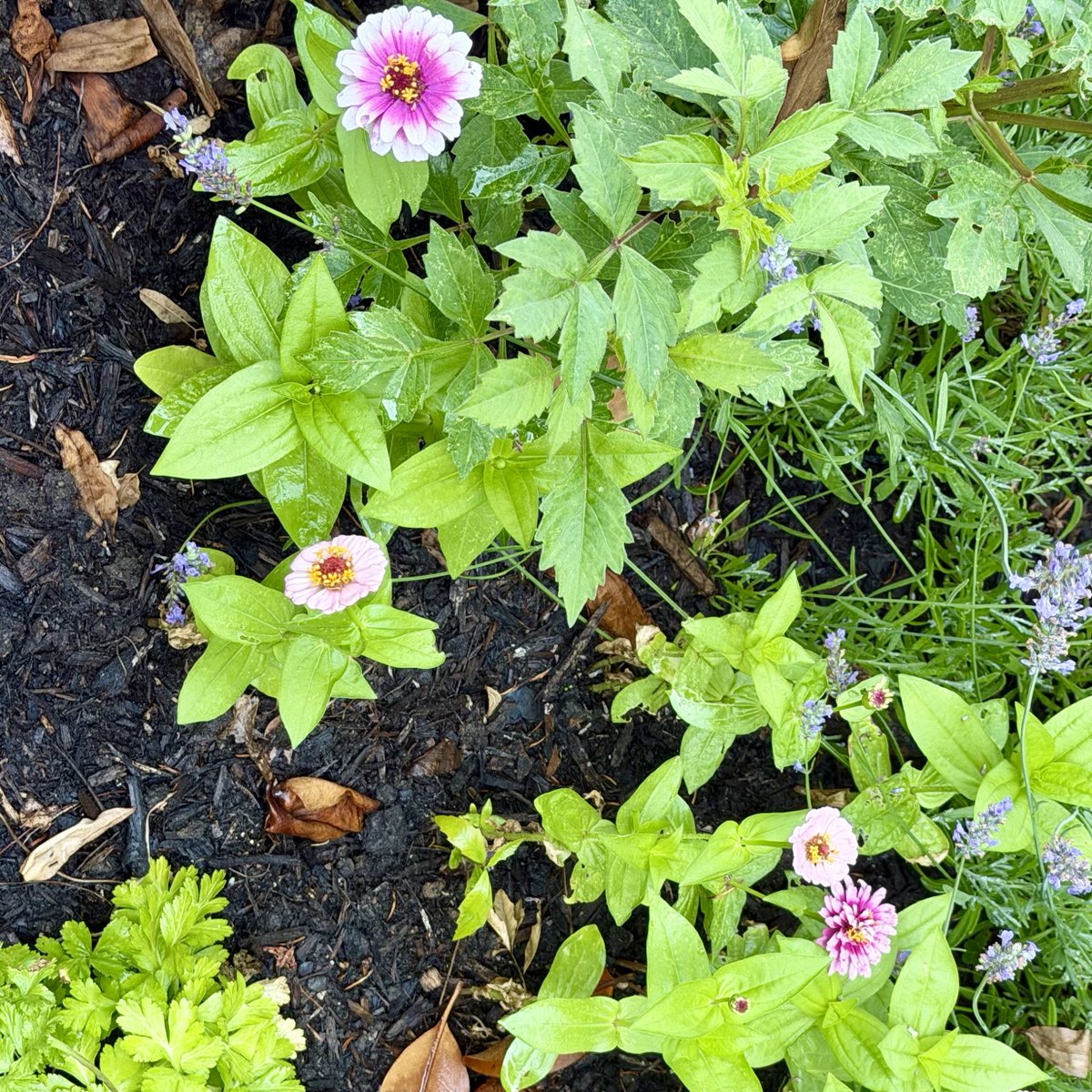 HarmeetKDhillon's tweet photo. Garden this morning: features roses, zinnias, and NEW! Nasturtium! https://t.co/6QSziy7uFS