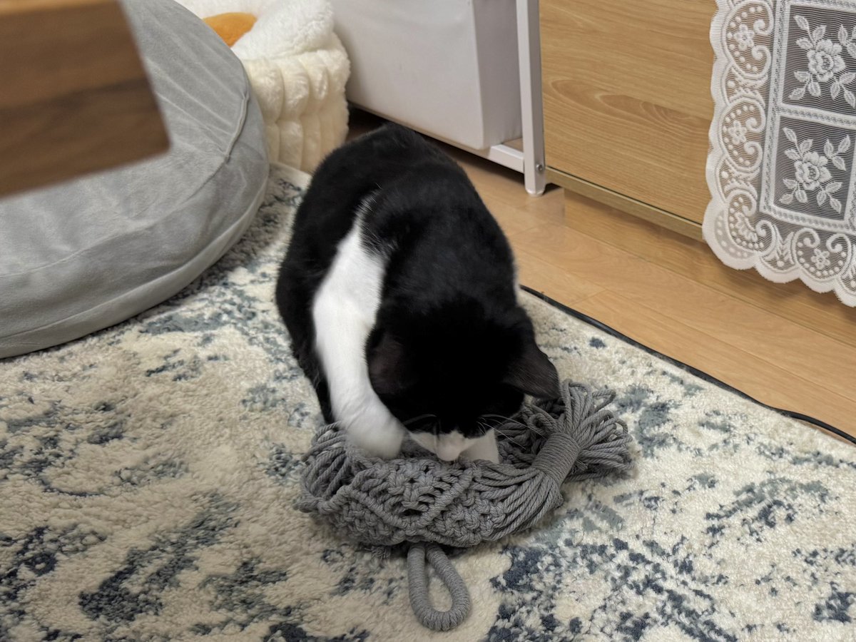 saabow_'s tweet photo. なんかゴソゴソしてると思ったら敷いてた https://t.co/9LwyWSnAzG