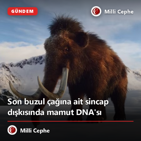 millibircephe's tweet photo. Son buzul çağına ait sincap dışkısında mamut DNA'sı keşfedildi. Bu buluşun, dönemin iklimi ve ekosistemi hakkında yeni bilgiler sunması bekleniyor. https://t.co/yRQGfFTpsu
