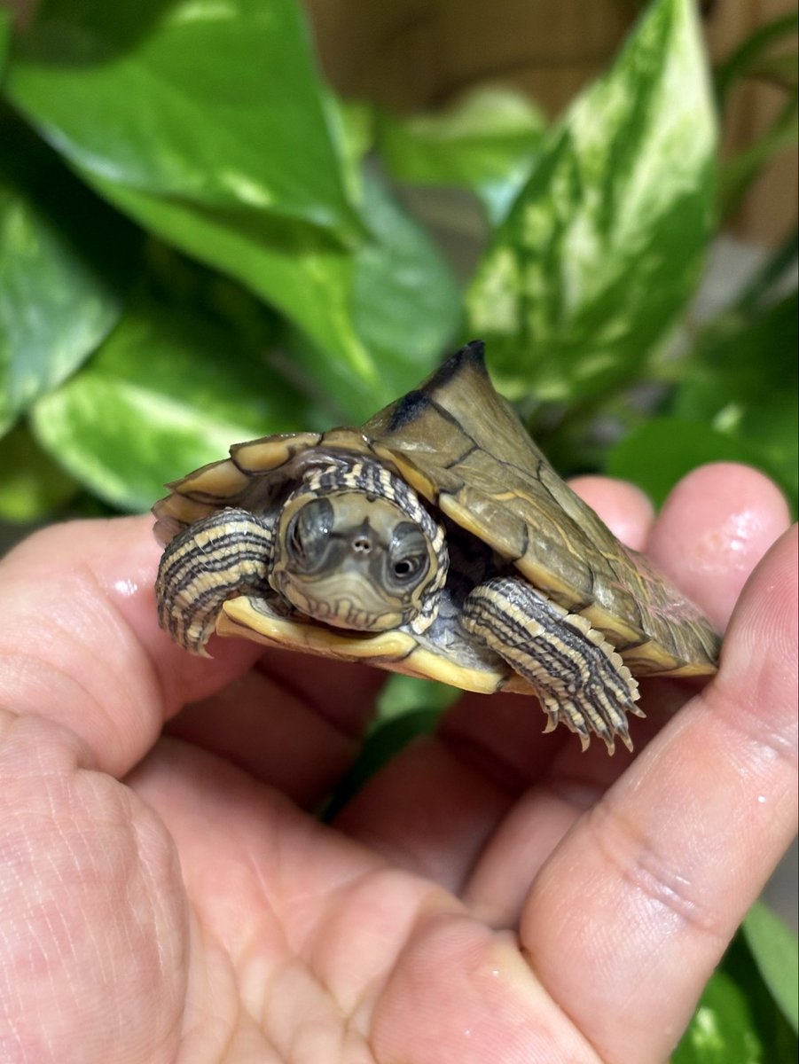 __Cuora_Pi__'s tweet photo. アラバマチズガメ🐢

歌舞伎くん
寄り目なだけかと思っていましたが、どうやら見えていないようです
エサを食べるのも時間がかかるので混泳も難しい

そのため亀に厳しい我が家において、唯一過保護に育てられている子です
めちゃくちゃ元気ですよ😄

#アラバマチズガメ https://t.co/ZF8XDHoCo3