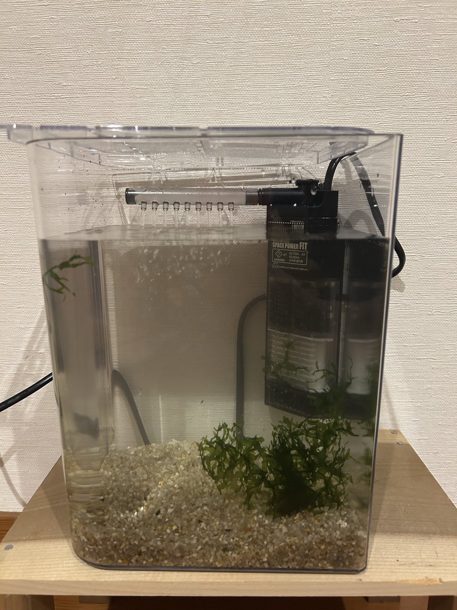 morigun43's tweet photo. どうやらメダカの飼育が始まるみたい https://t.co/FVQFEmt4bZ