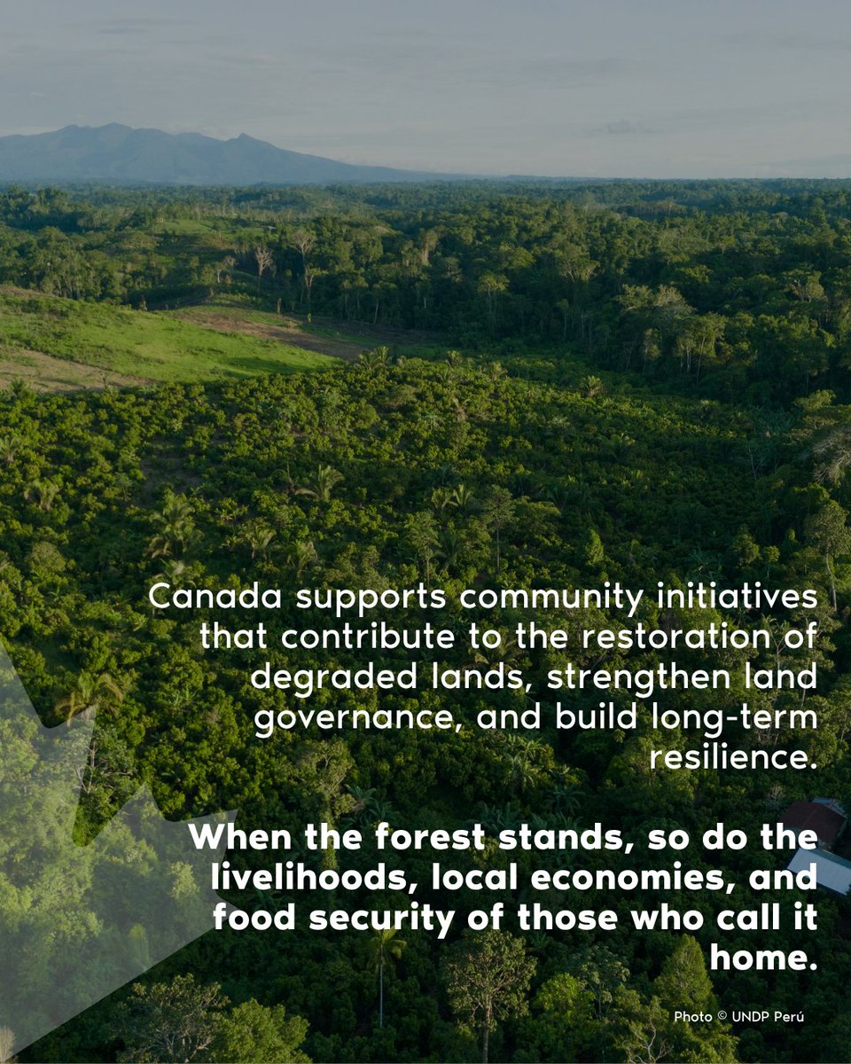 CanadaPeru's tweet photo. Today is World Day to Combat Desertification and Drought. In the Peruvian Amazon, standing forests mean jobs, development and a future for local communities. 🇨🇦 Canada supports this commitment through #RENACE with @pnudperu. https://t.co/iUQaxs1FrM