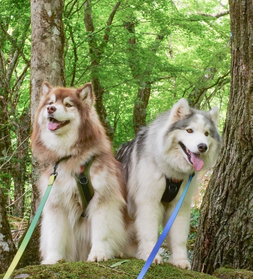 Apollo_Husky_12's tweet photo. ←ON　OFF→ https://t.co/vO0EyQCMam