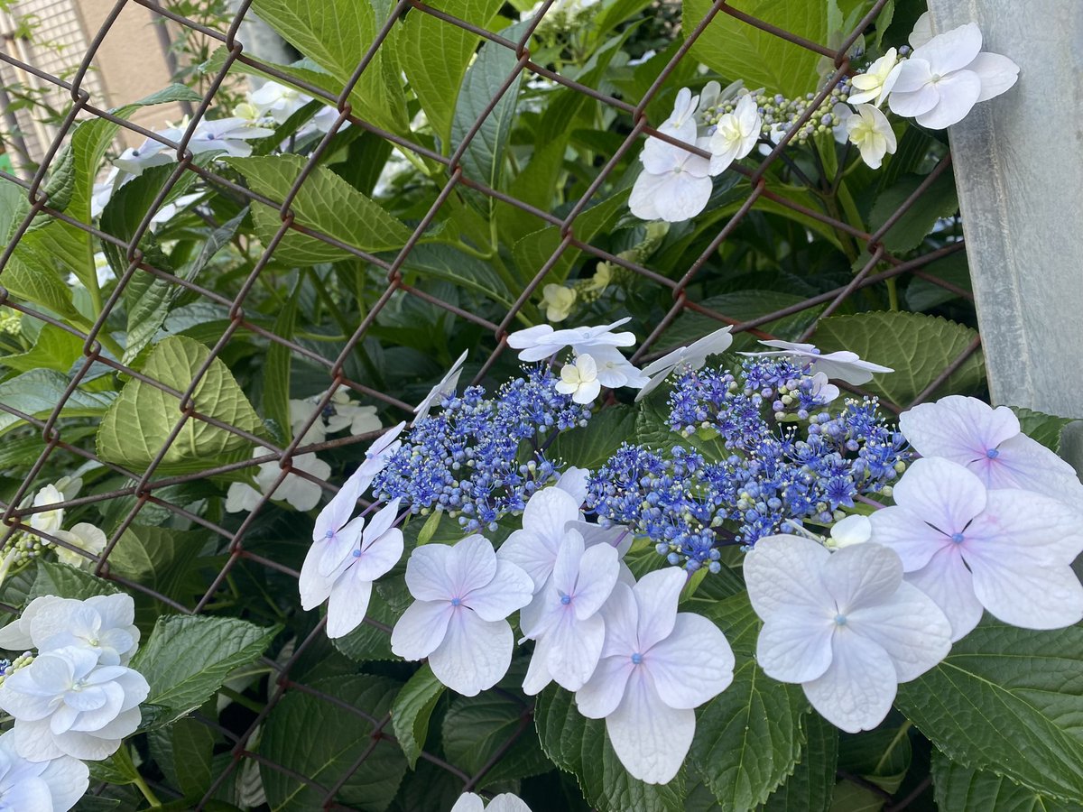gorigon1020's tweet photo. あじさい綺麗͛💠 https://t.co/gdGpnPWBxq
