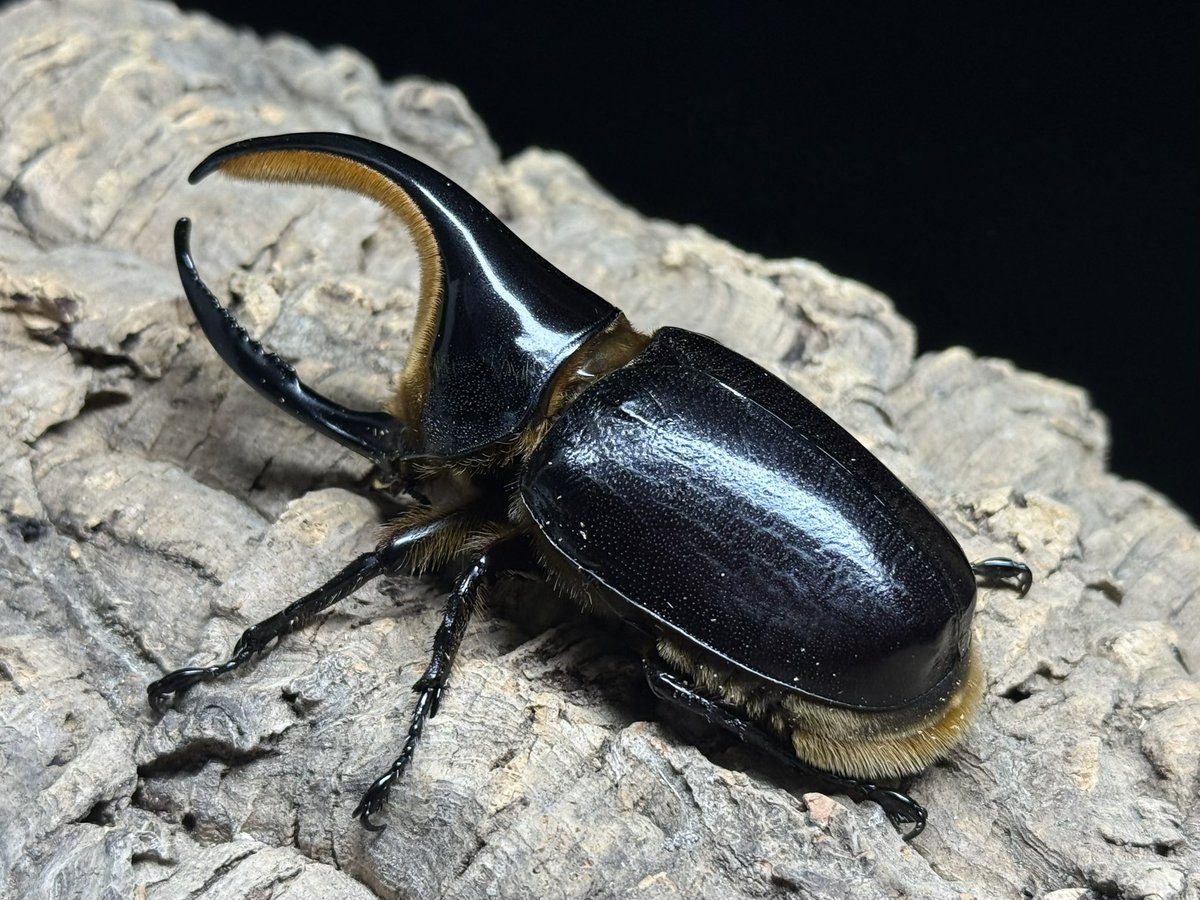 BTH79】サタンオオカブト ペア ♂107mm ♀69mm ※販売証明書発行 サタン 