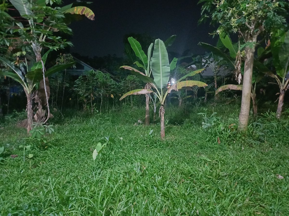 smvior's tweet photo. Here i am duduk menyendiri charging my energy menatap pohon pisang sementara temen-temen ak masih pada main bareng. Hopefully they dont mind.. ternyata ak beneran butuh ruang sendiri https://t.co/Dr5nMdC5L1