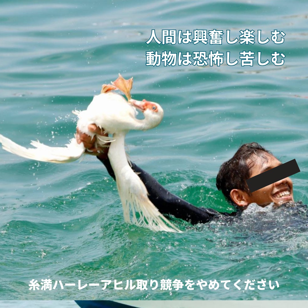 sonnyaonnyanko's tweet photo. 沖縄県や糸満市は アヒル取り競争への
批判に耳を傾けていますか？

「配慮して実施」ではなく
恐怖で逃げ惑うアヒルをエンタメにする
構造そのものが問題です

自治体が動物虐待と指摘される行事を
容認し続けるのは いかがなものか！
今こそ中止の決断を！
 #アヒル取り競争 https://t.co/w5xTPeIPwg