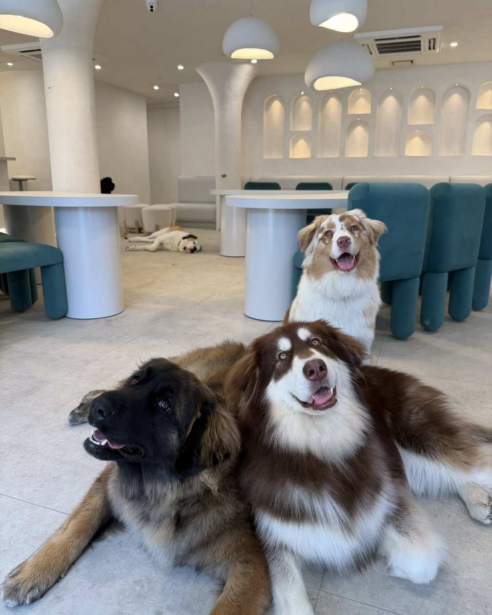 犬席屋 (@inusekiya) / Posts / X