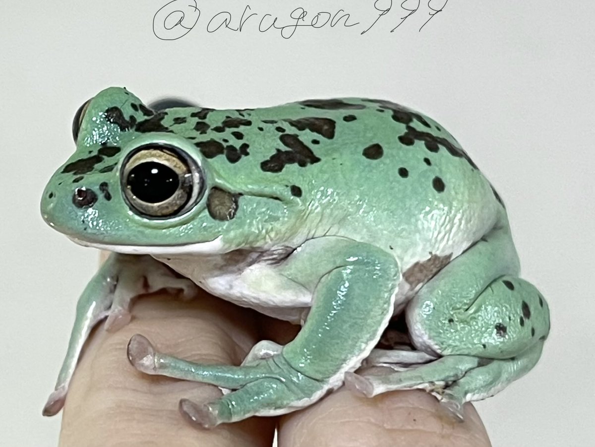 あるごん 🐸 Argon tweet media
