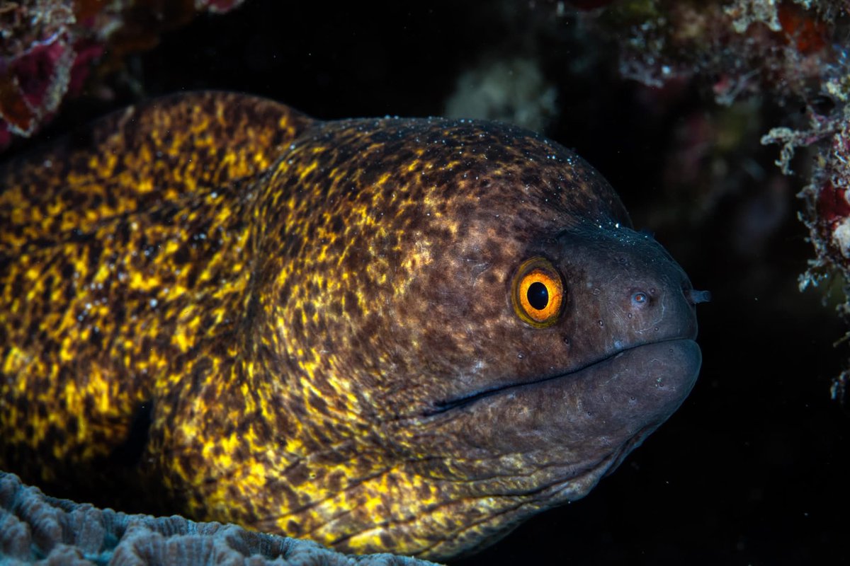 OceanDimensions's tweet photo. No theme - just a few fish snaps.
#uwphoto #maldives #scuba #diving #scubadiving https://t.co/l7up2G6rT5