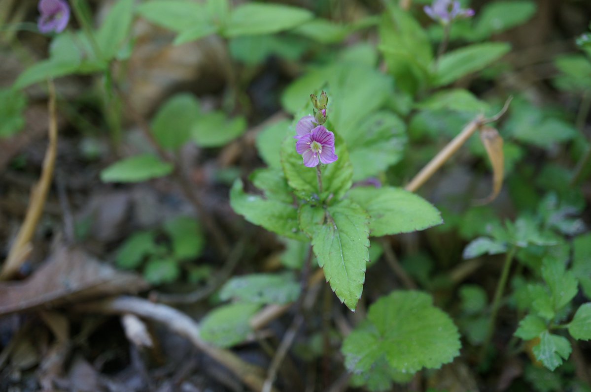 Celastrus91st's tweet photo. クワガタソウ Veronica miqueliana
長野県北佐久郡軽井沢町にて。濃い桃色の花を咲かせた個体。花色以外は典型的なクワガタソウの特徴で、株の茎は直立し、曲がった毛が確認できた。 https://t.co/mnRg2jEHsC