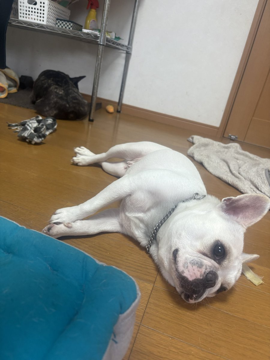 めけ(ゆずれもん🐷🐷ママ) tweet media