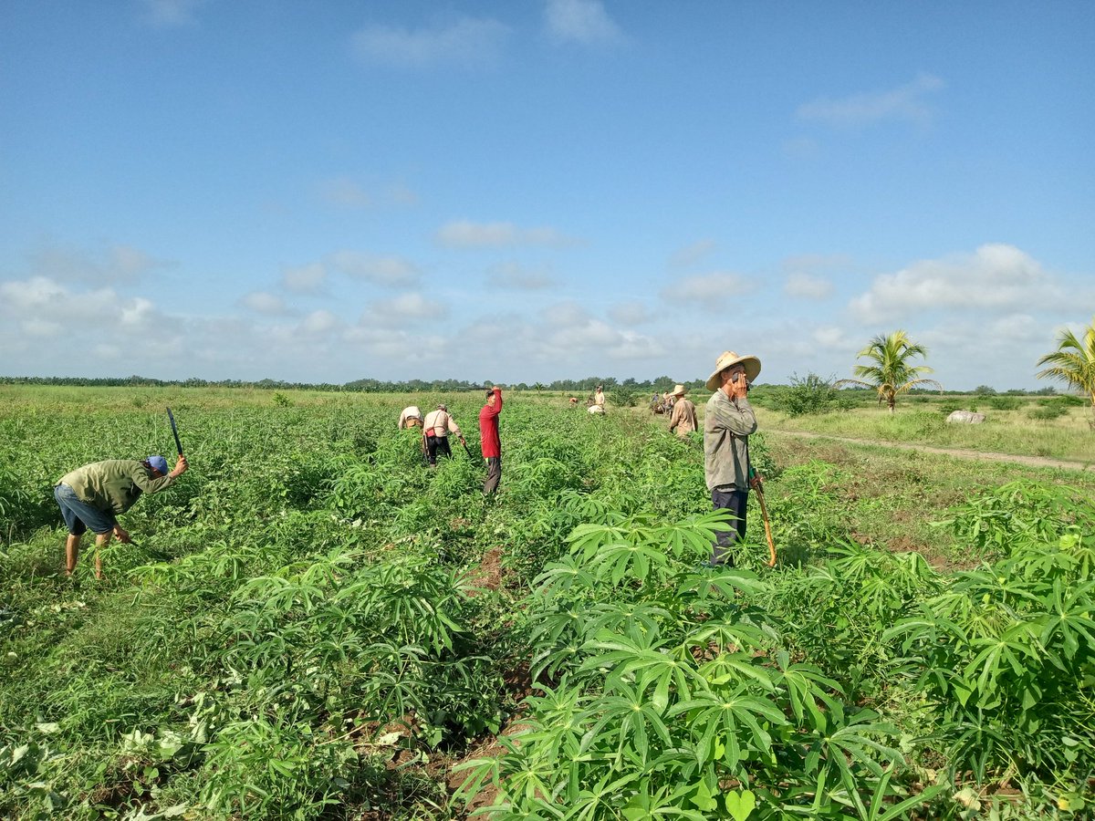 EAAMajibacoa's tweet photo. Desde el #Majibacoa  los #Azucareros  no se detienen y se buscan alternativas para aumentar la producción de alimentos porque #LaPatriaSeDefiende
#NuestraRespuestaEsLaUnidad.
@GAzcuba 
@gobiernotunas 
@LorenzoOsbel 
@YelenysLasTunas 
@PresidenciaCuba https://t.co/6DykHaYt5K