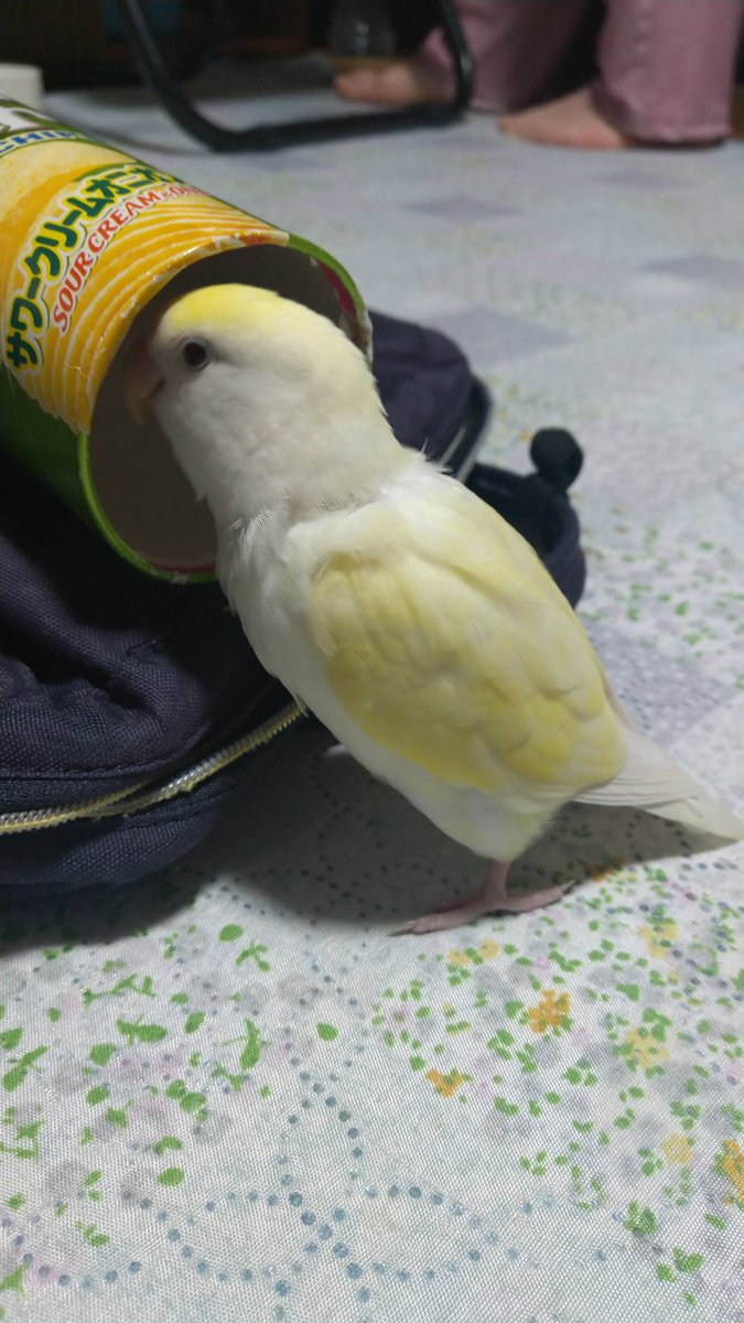 TwChichan's tweet photo. ブラジルのみなさーん、聞こえますかー。 https://t.co/xwqOni5c3b
