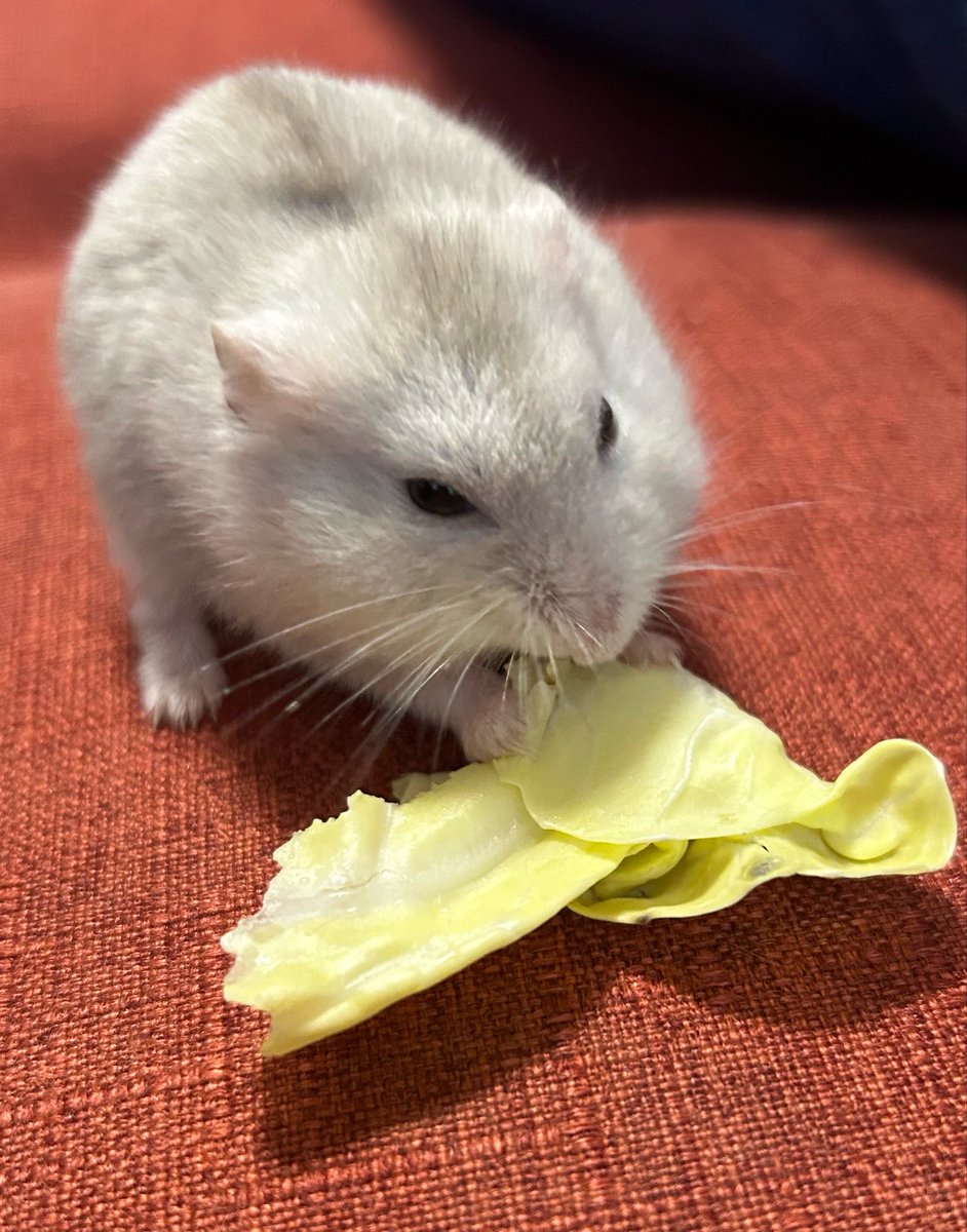 choconoconechan's tweet photo. 大切な大切なハムちゃんが亡くなりました。
2歳ちょうどでした。
あなたがいた毎日が本当に幸せで感謝してもしきれません。可愛くてたまらなかった。
ずっとずっと忘れないよ。大好きだよ。 https://t.co/w3aa7sirab