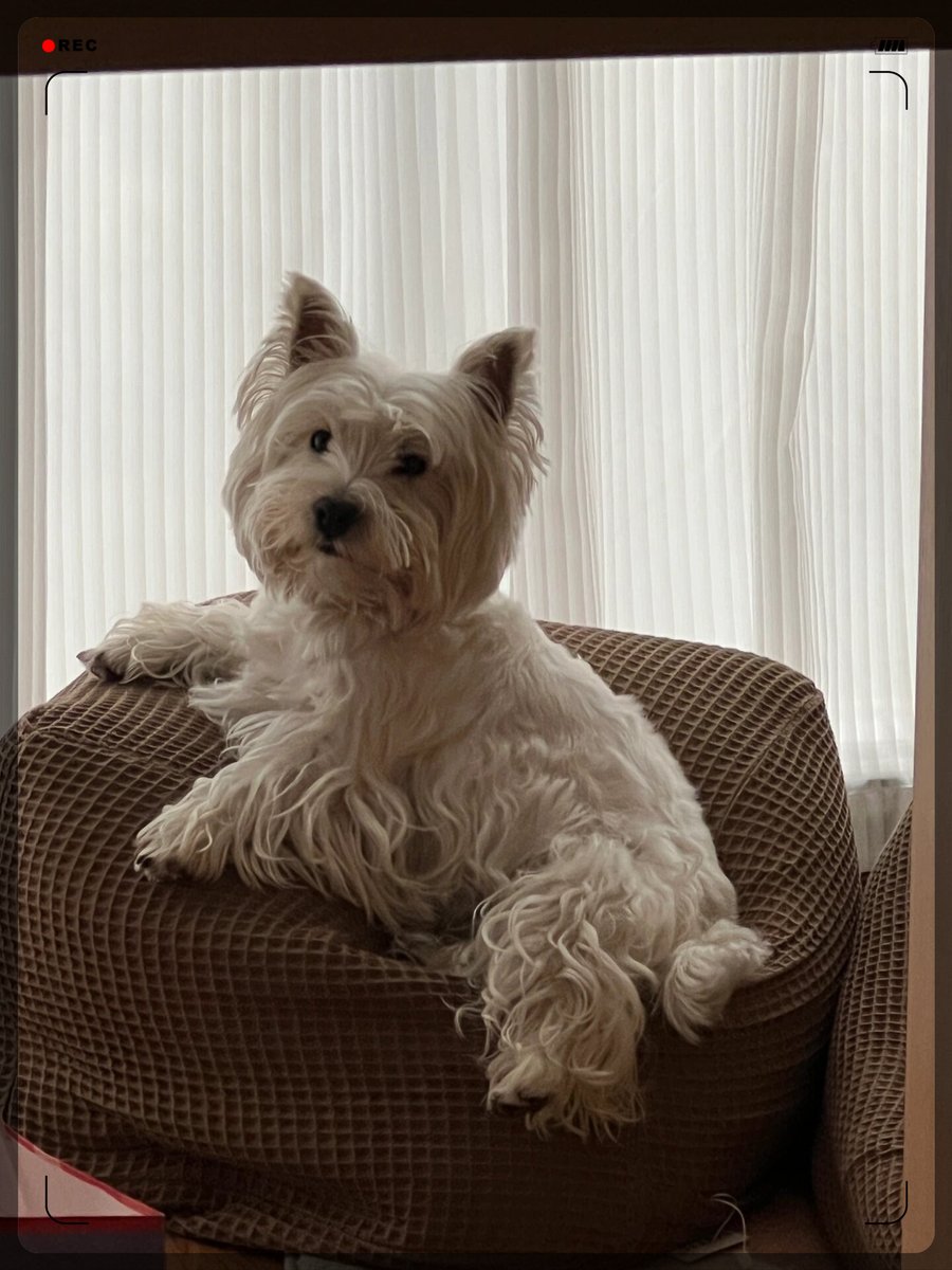 AlfSimonsen's tweet photo. My pup curled up on my lap while I worked today—this little furball’s the best work buddy I never knew I needed. https://t.co/DyqSIdMdqW