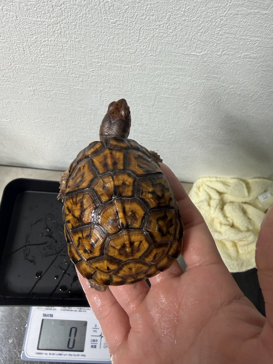 ssska1129's tweet photo. #トウブハコガメ https://t.co/q0I8zeDbBF