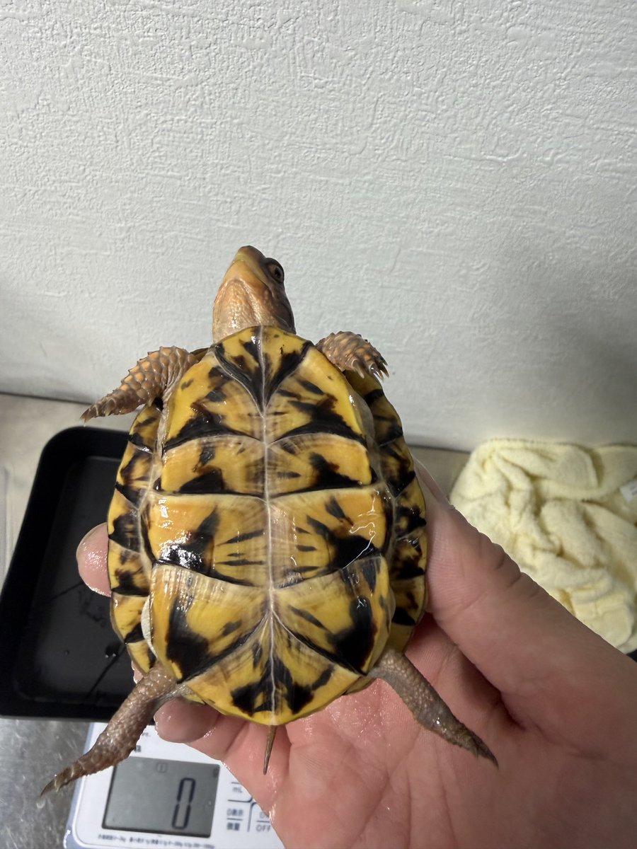 ssska1129's tweet photo. #トウブハコガメ https://t.co/q0I8zeDbBF