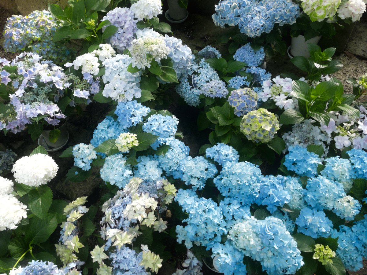 ⋆✴︎˚。⋆ tweet media