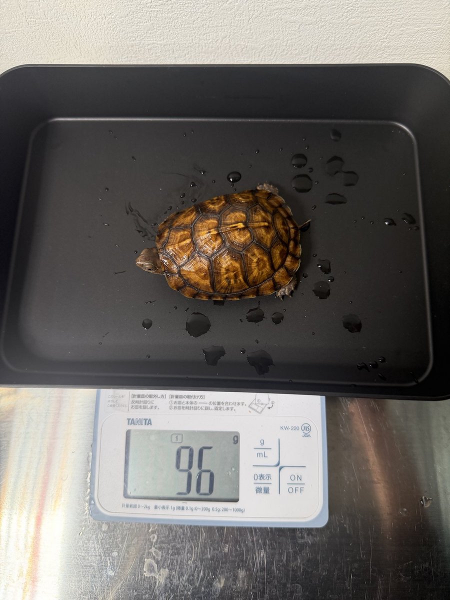ssska1129's tweet photo. #トウブハコガメ https://t.co/n8aQJqCorG