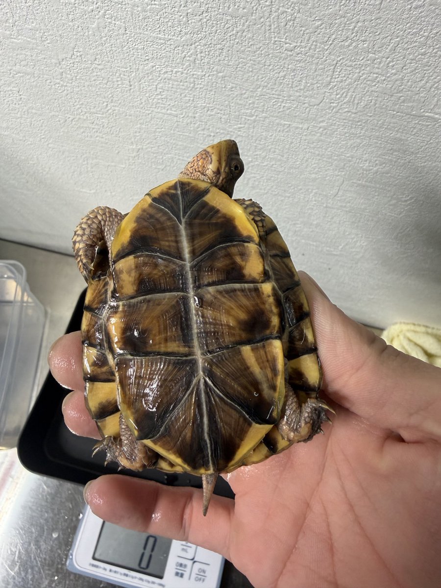 ssska1129's tweet photo. #トウブハコガメ https://t.co/n8aQJqCorG