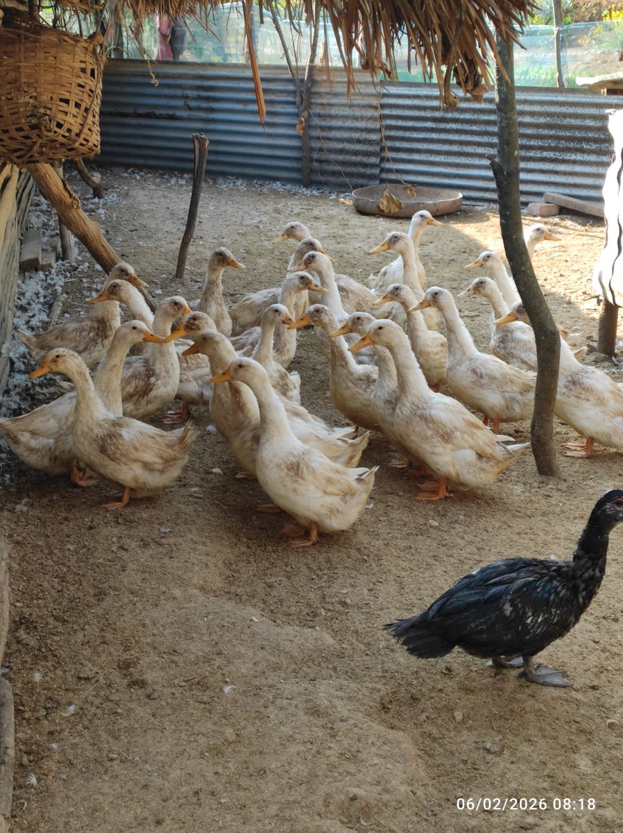 NNepoleanShaiza's tweet photo. Self-funded demonstration farming of Elaichi (large cardamon) initiated by IMARAM LAMPS LIMITED, kamjong district, Manipur.

Distribution of cardamon sucker/nursery &amp; white pekins feed to our farmers.

#LAMPS #PACS #Minsitryofcooperation https://t.co/5RyCezrub1