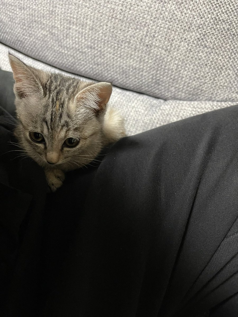 _root_e_'s tweet photo. 子猫の時も美猫. https://t.co/Ak8q613zYS