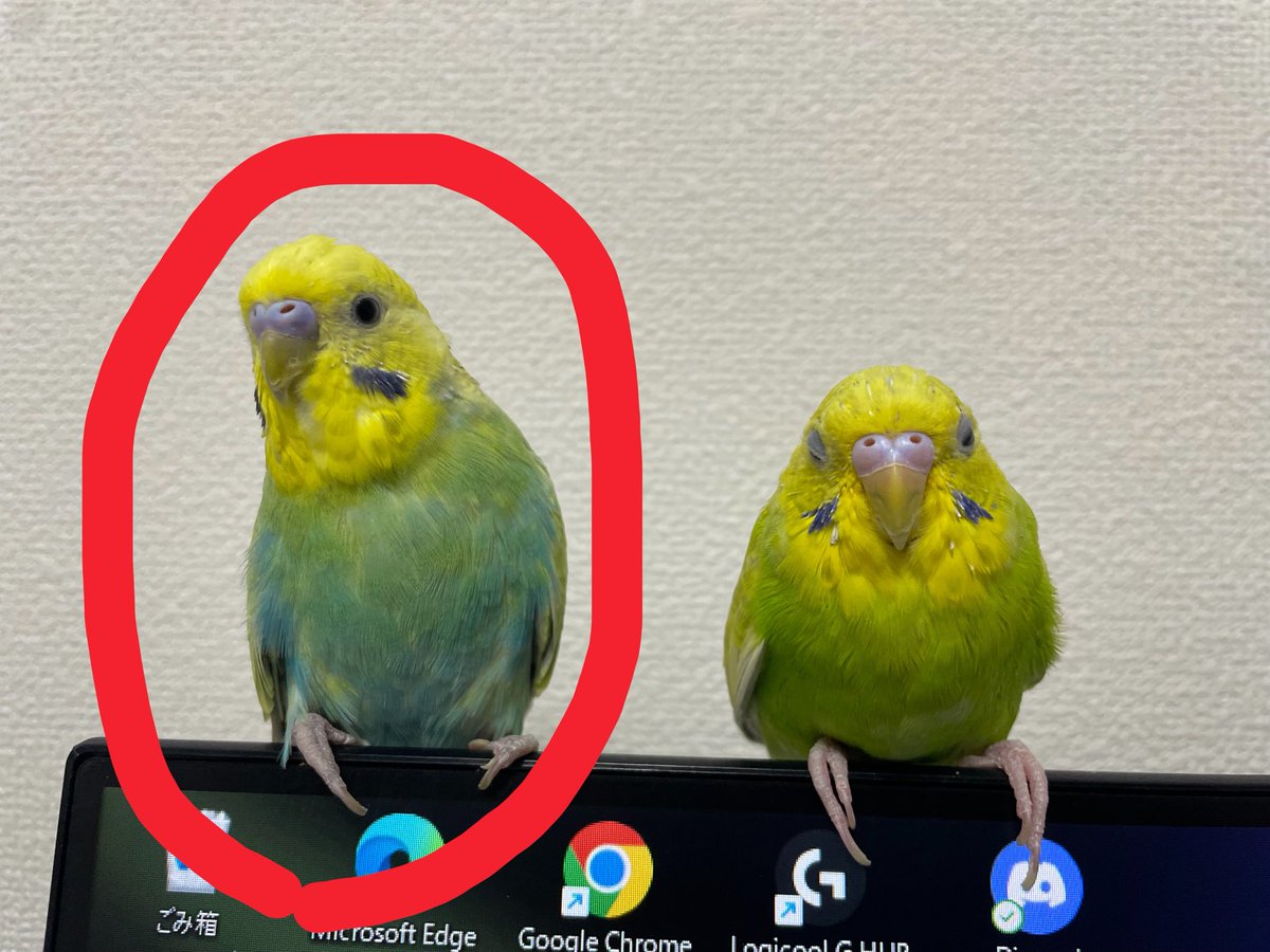 フユ tweet media
