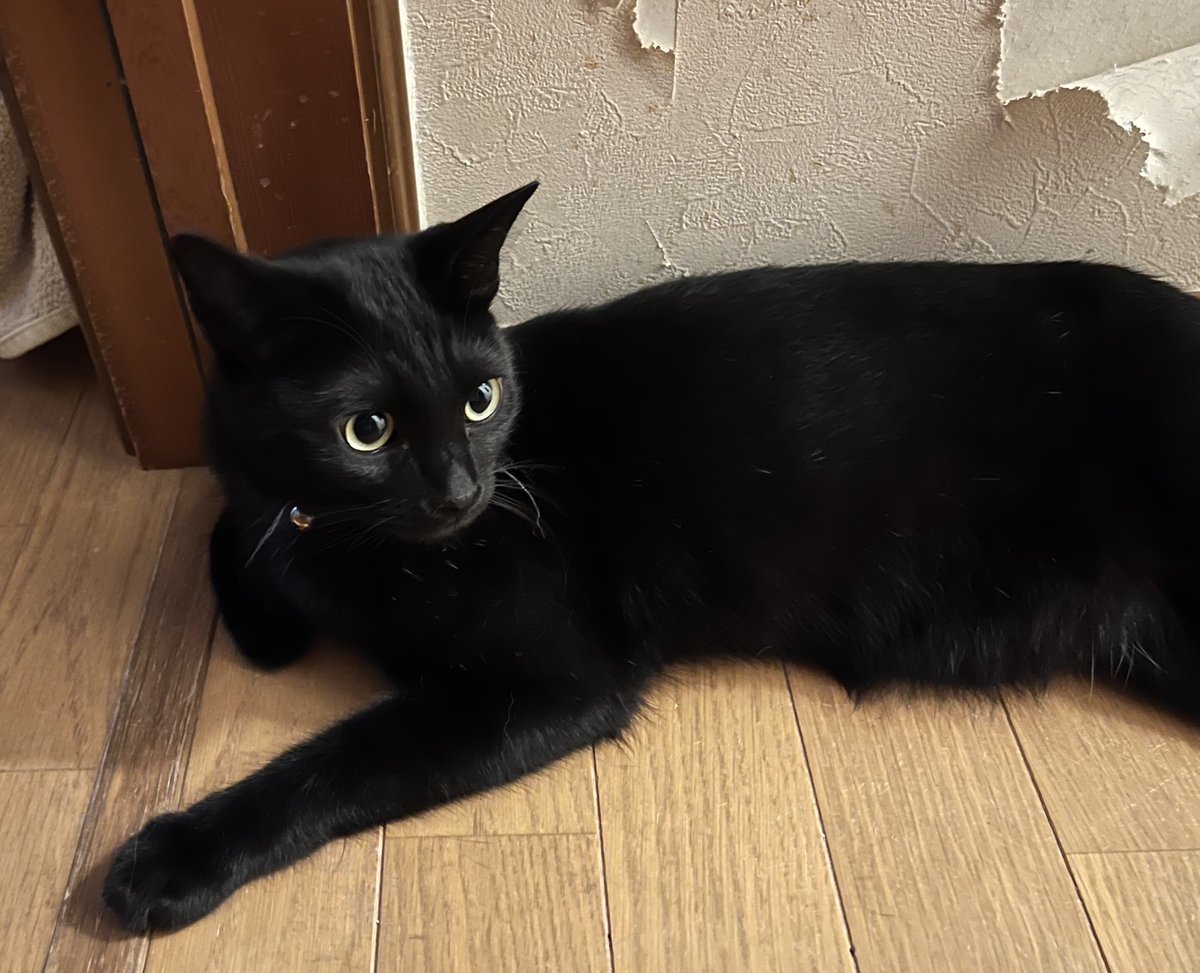 ムカ‎⁦D tweet media