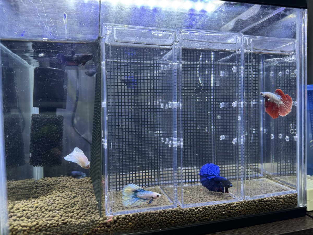 ruru4274's tweet photo. ベタ水槽 https://t.co/ctjhqQSsYR