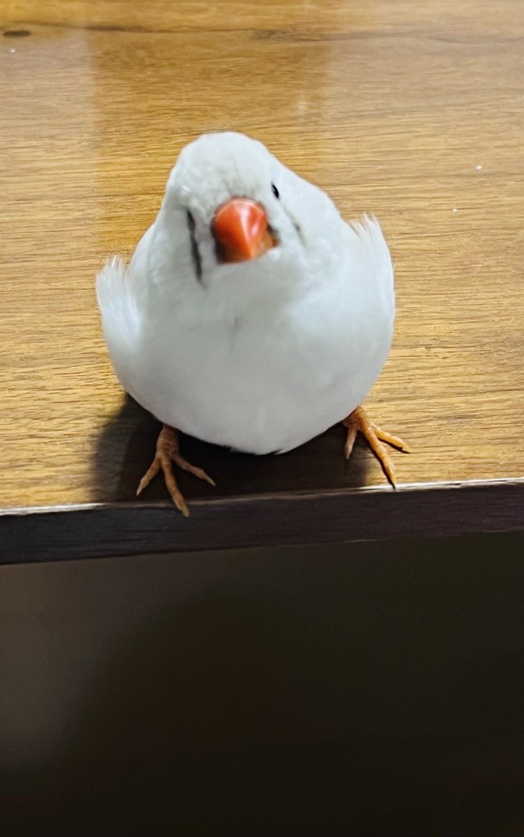musui4628's tweet photo. 本日はシニア演劇大学講師の最終日。

皆さま、明らかに声の方向、距離、幅、そして共鳴に成長がございました。

人生の大先輩方の演劇活動の一助になれたことを大変有り難く思います。

写真がないので、最近かまって欲しい時に、じーっとみてくるうちの子。 https://t.co/S00p2TRY6L