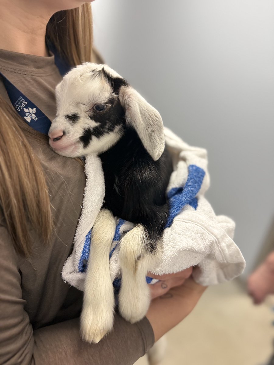 Erie County SPCA, NY tweet media