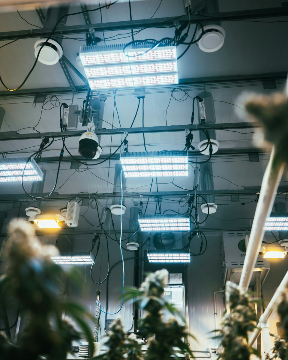 AeliusLED's tweet photo. Built to perform above every canopy.✨

#IndoorFarming #LEDGrowLights #ledlighting #canadiangreenhouse https://t.co/Y1eiEaqAeD