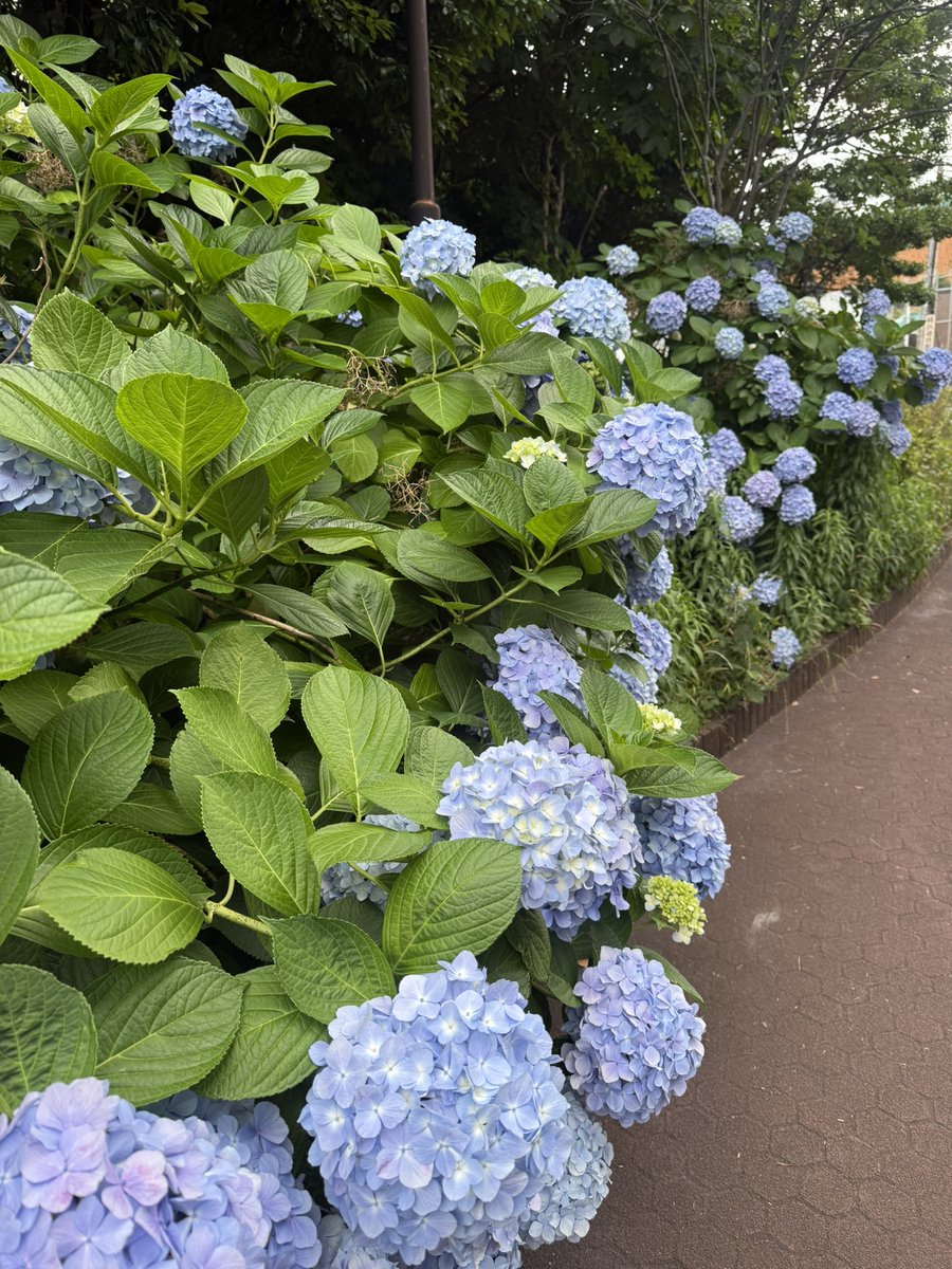 fami28rie's tweet photo. 本日のアジサイ💠 https://t.co/PIYeRj0PI0