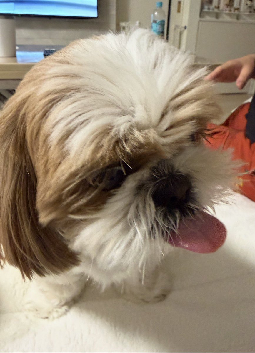 ぺろ〜👅 ＃シーズー ＃犬のいる暮らし