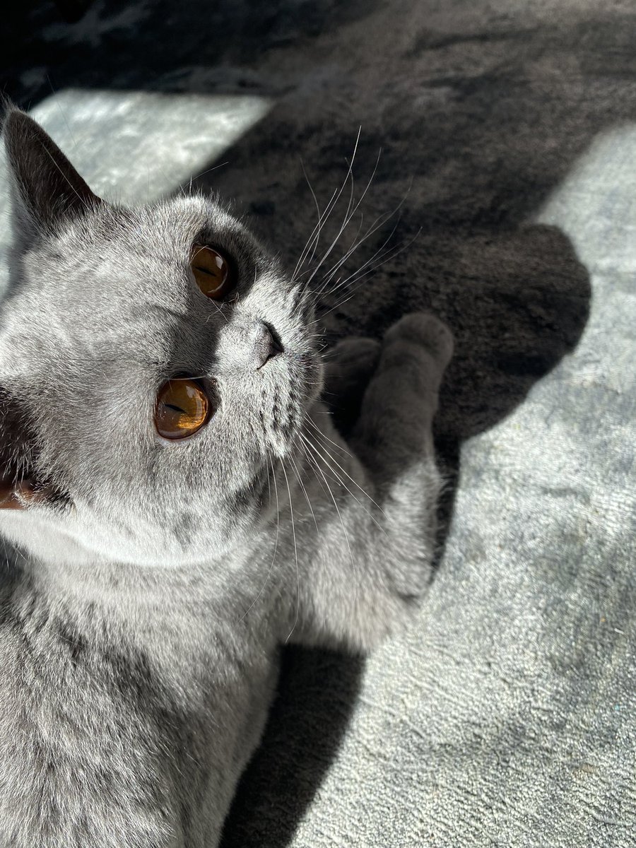 LordGraydon's tweet photo. Grey  day here today ..my whiskers from a sunny day..
Happy #WhiskersWednesday pals ..
#CatsOfTwitter #CatsOnTwitter https://t.co/1UzOygMnFY