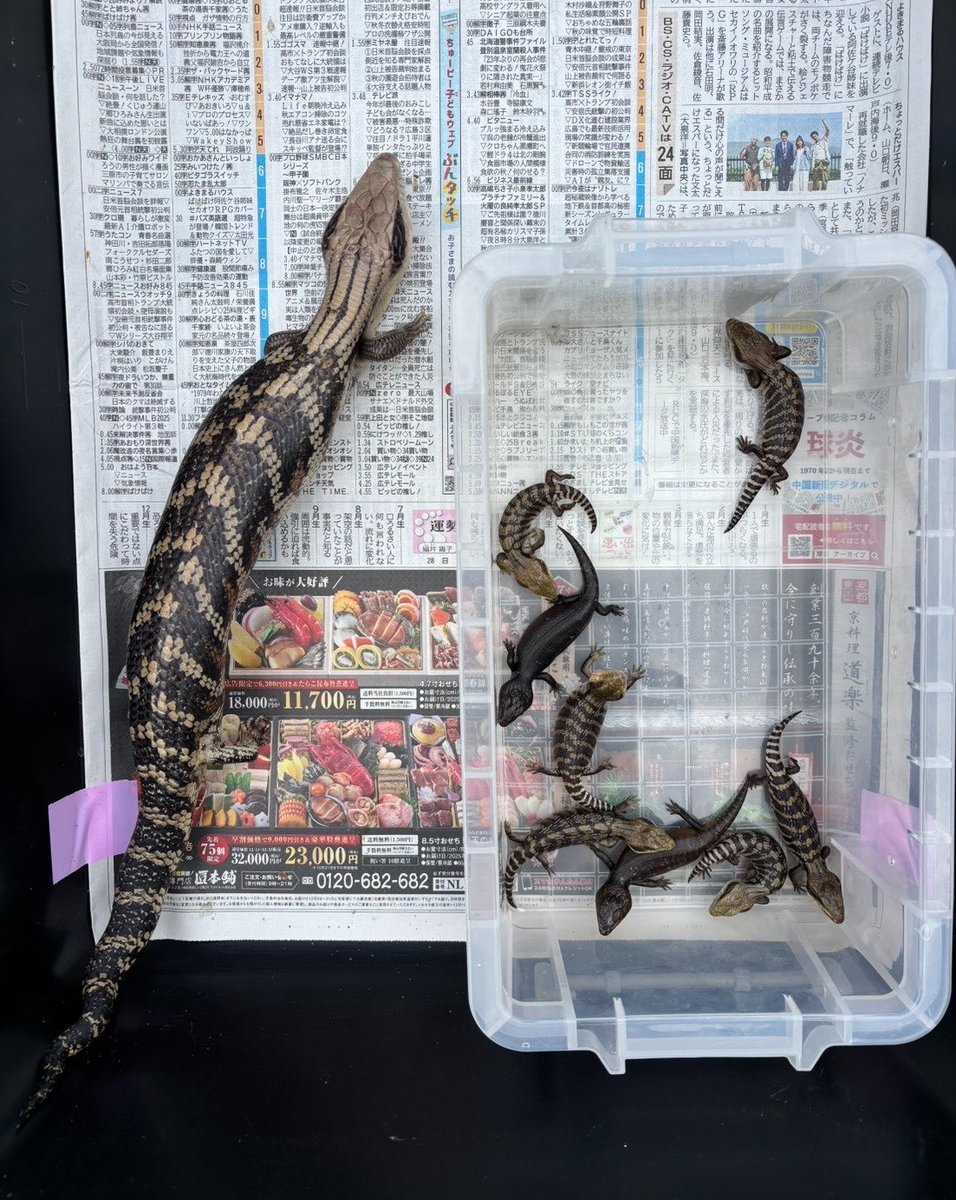 woodbell3023's tweet photo. アオジタトカゲ
2026ウッドベルCB

オス親
オレンジ血統メラニヘテロ
メス親
メラニヘテロ

ベビー
メラニ
ポッシブルヘテロ

今年はメラニが大人気です！

#Tiliquascincoidesscincoides https://t.co/kHJP2A8Yxm